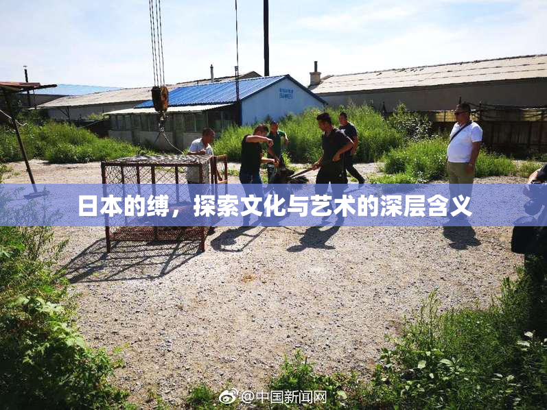 日本的缚，探索文化与艺术的深层含义