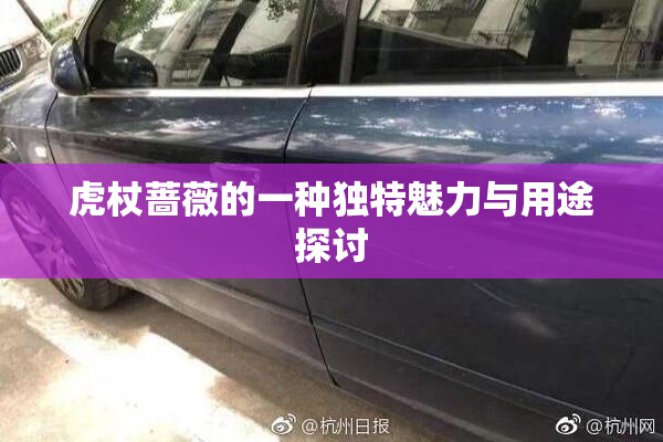 虎杖蔷薇的一种独特魅力与用途探讨