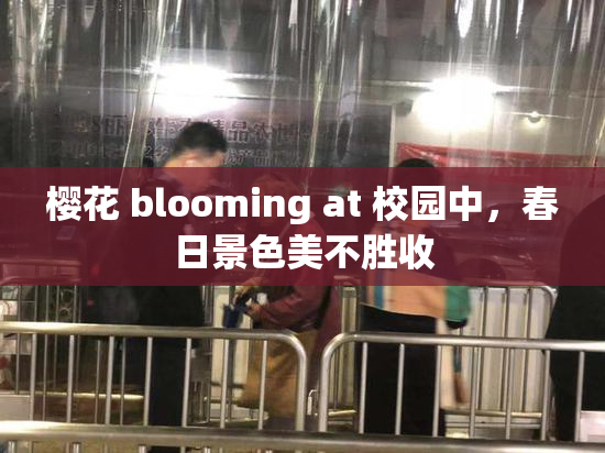 樱花 blooming at 校园中，春日景色美不胜收