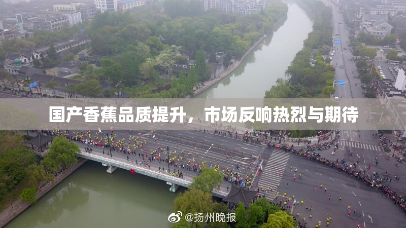 国产香蕉品质提升，市场反响热烈与期待