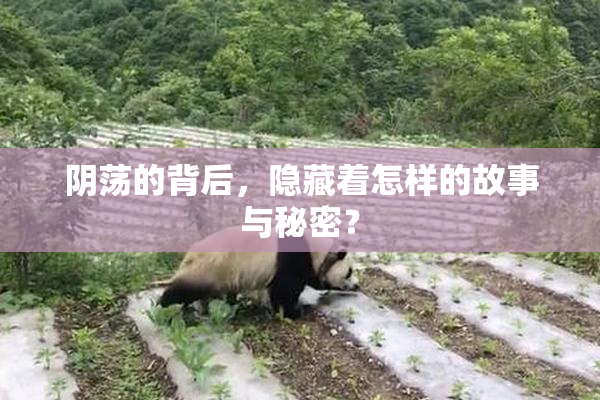 阴荡的背后，隐藏着怎样的故事与秘密？