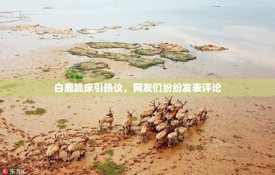 白鹿跪床引热议，网友们纷纷发表评论