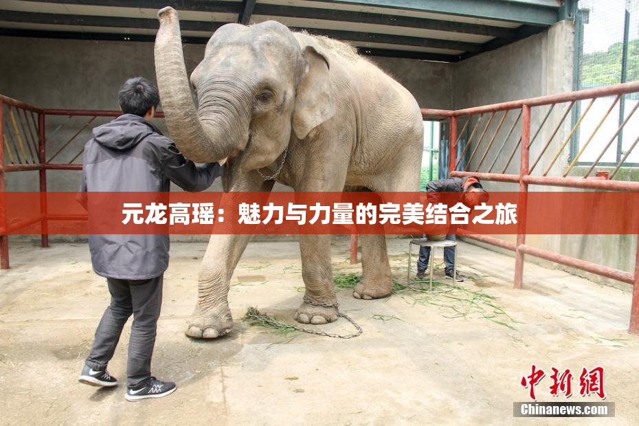 元龙高瑶：魅力与力量的完美结合之旅