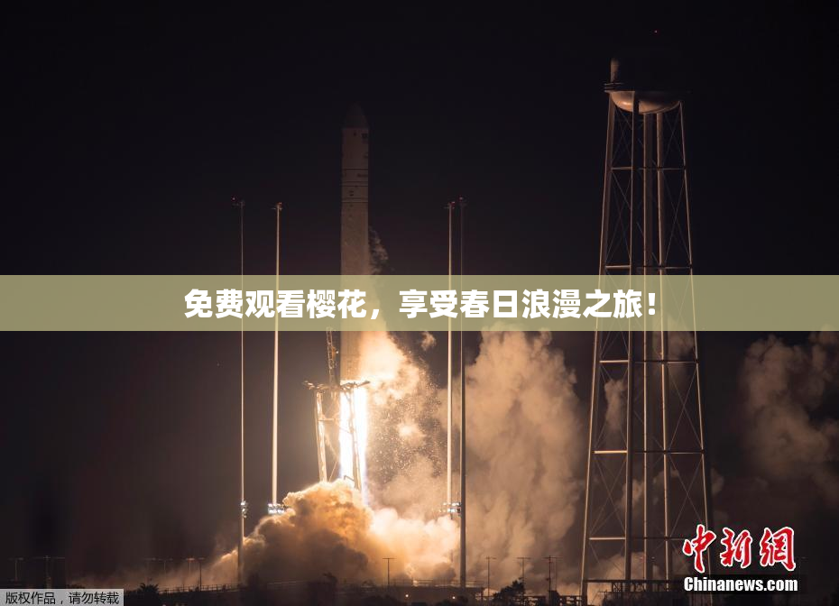 免费观看樱花，享受春日浪漫之旅！