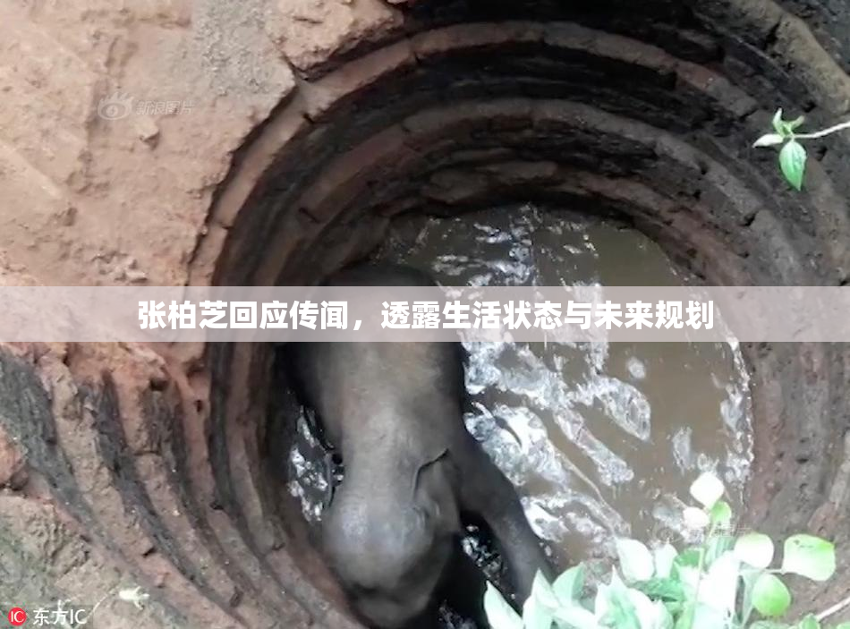 张柏芝回应传闻，透露生活状态与未来规划
