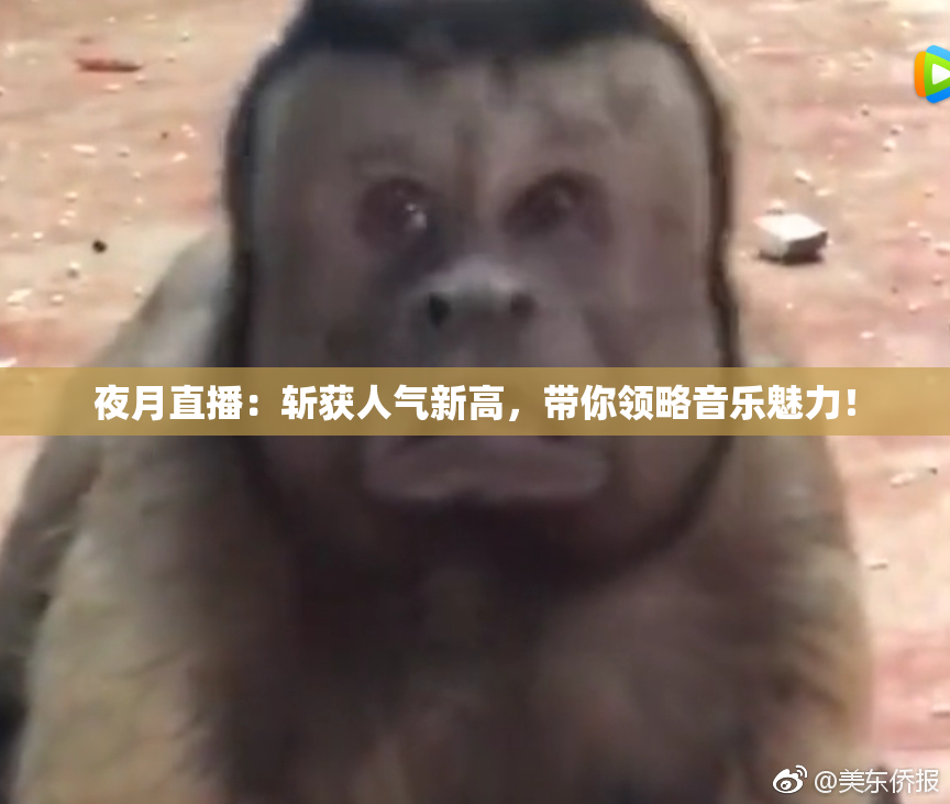 夜月直播：斩获人气新高，带你领略音乐魅力！