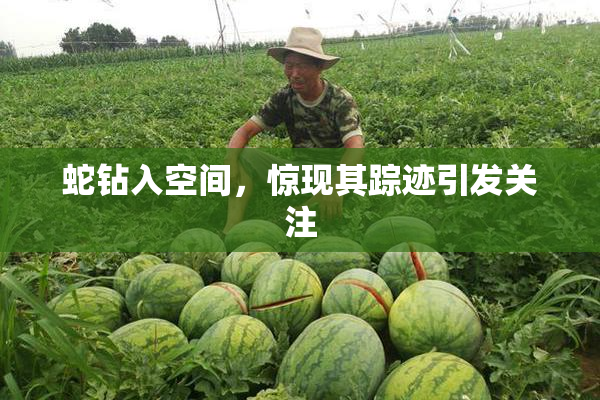 蛇钻入空间，惊现其踪迹引发关注