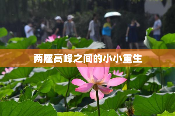 两座高峰之间的小小重生