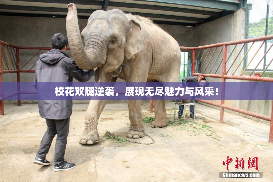 校花双腿逆袭，展现无尽魅力与风采！