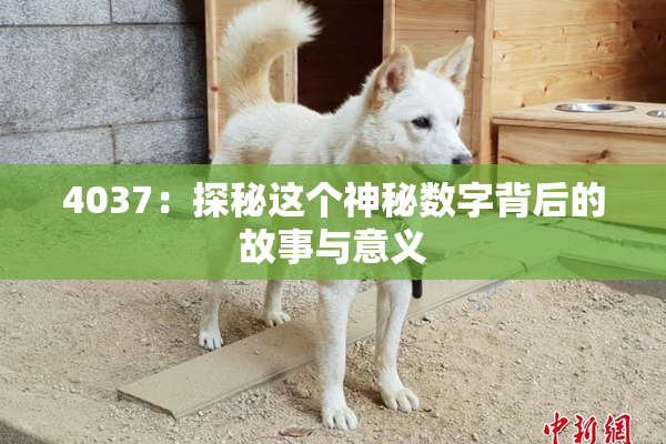 4037：探秘这个神秘数字背后的故事与意义