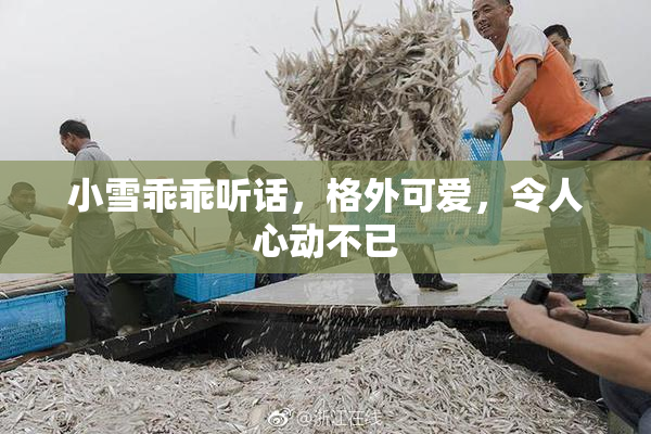 小雪乖乖听话，格外可爱，令人心动不已