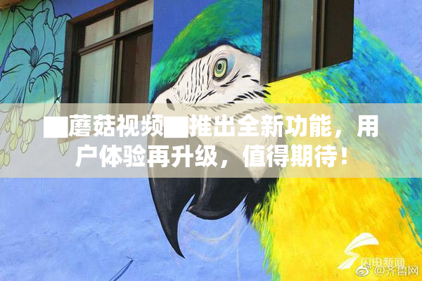 ▇蘑菇视频▇推出全新功能，用户体验再升级，值得期待！