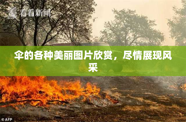伞的各种美丽图片欣赏，尽情展现风采