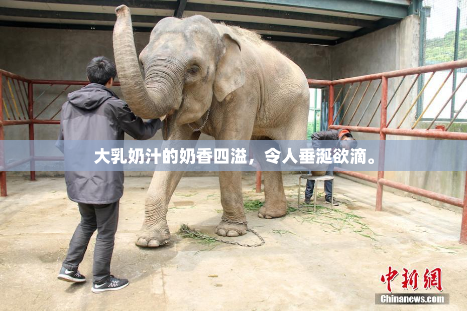 大乳奶汁的奶香四溢，令人垂涎欲滴。