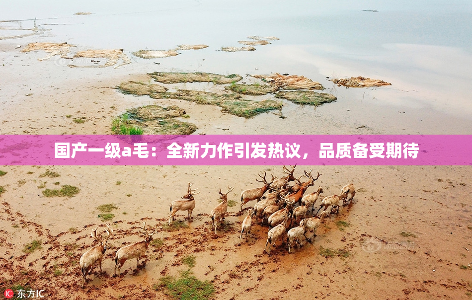 国产一级a毛：全新力作引发热议，品质备受期待