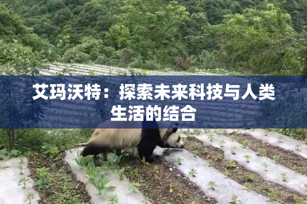 艾玛沃特：探索未来科技与人类生活的结合
