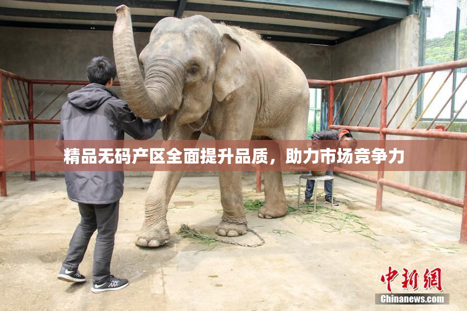 精品无码产区全面提升品质，助力市场竞争力