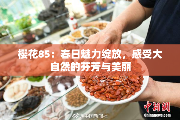 樱花85：春日魅力绽放，感受大自然的芬芳与美丽