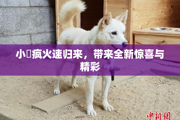 小泬疯火速归来，带来全新惊喜与精彩
