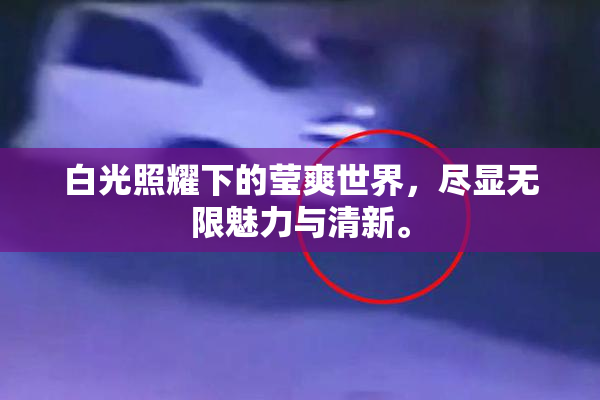 白光照耀下的莹爽世界，尽显无限魅力与清新。
