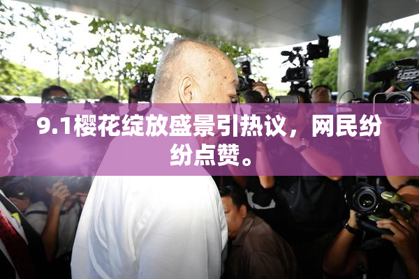 9.1樱花绽放盛景引热议，网民纷纷点赞。