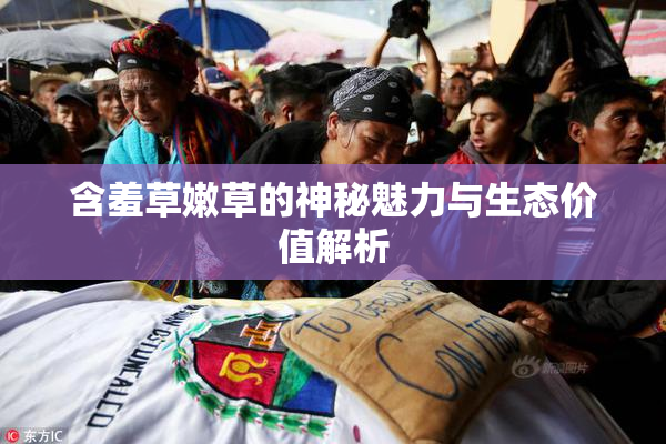 含羞草嫩草的神秘魅力与生态价值解析