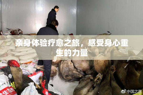 亲身体验疗愈之旅，感受身心重生的力量