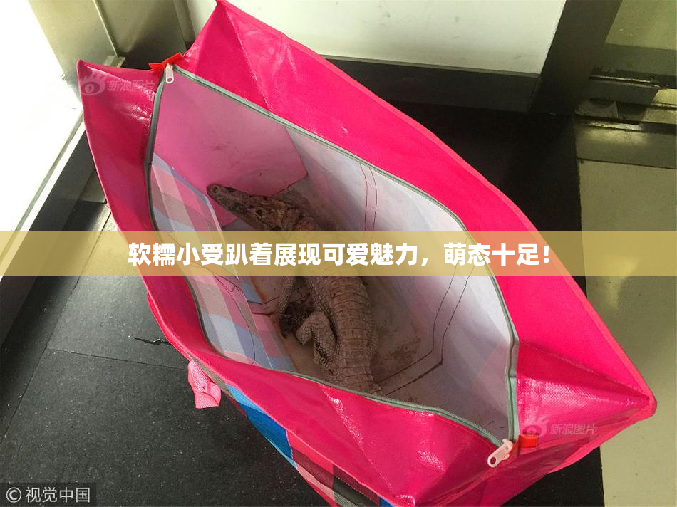 软糯小受趴着展现可爱魅力，萌态十足！