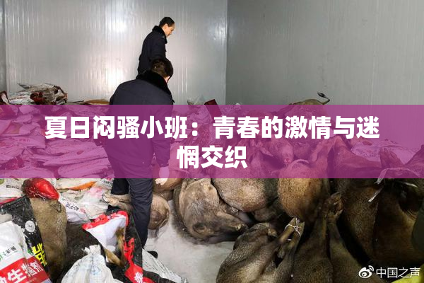 夏日闷骚小班：青春的激情与迷惘交织