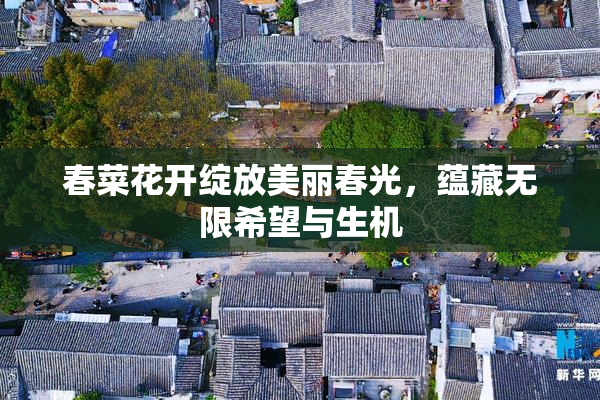 春菜花开绽放美丽春光，蕴藏无限希望与生机