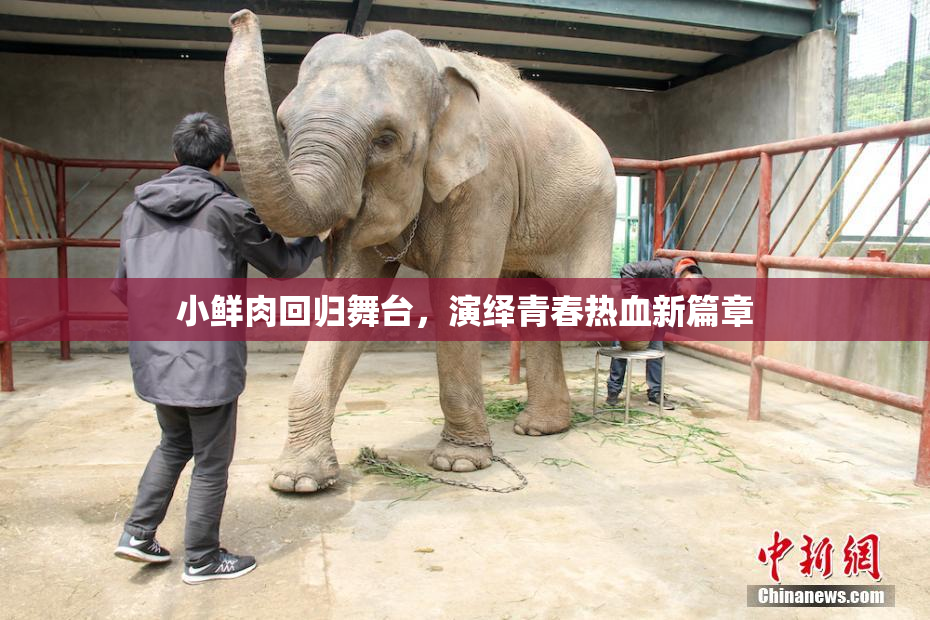 小鲜肉回归舞台，演绎青春热血新篇章
