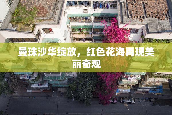 曼珠沙华绽放，红色花海再现美丽奇观