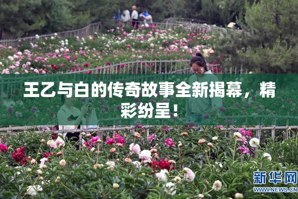 王乙与白的传奇故事全新揭幕，精彩纷呈！