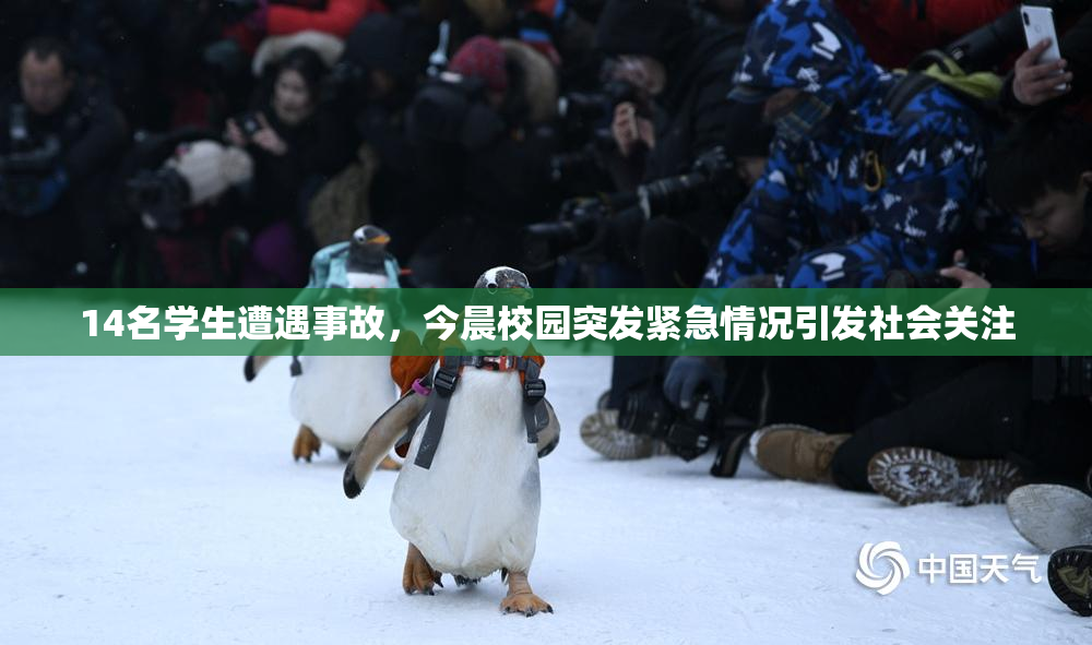 14名学生遭遇事故，今晨校园突发紧急情况引发社会关注