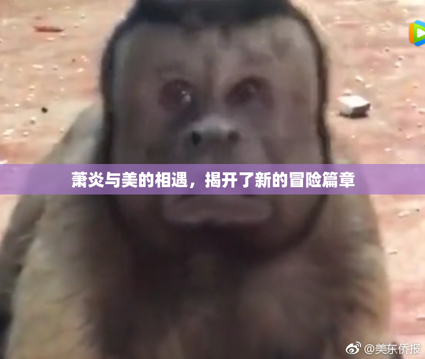 萧炎与美的相遇，揭开了新的冒险篇章
