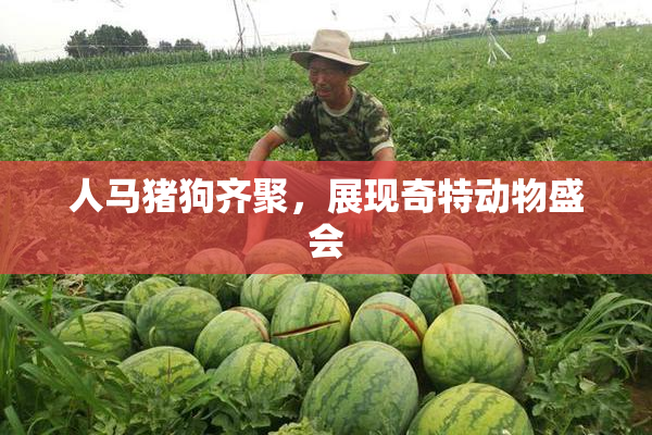 人马猪狗齐聚，展现奇特动物盛会