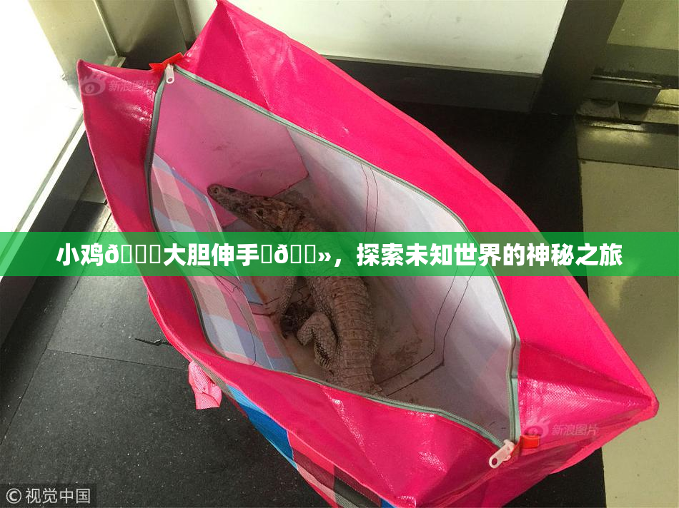 小鸡🐔大胆伸手‌🐻，探索未知世界的神秘之旅
