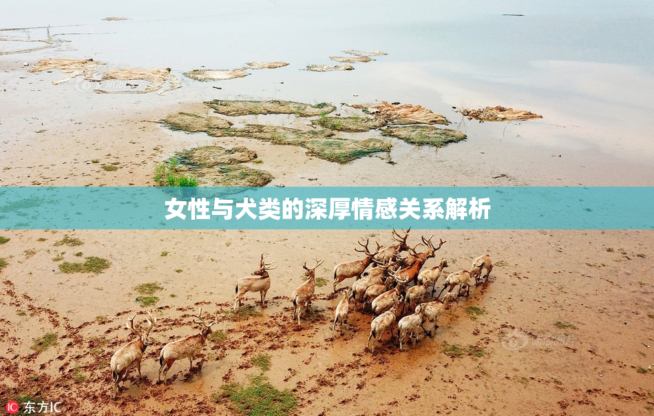 女性与犬类的深厚情感关系解析