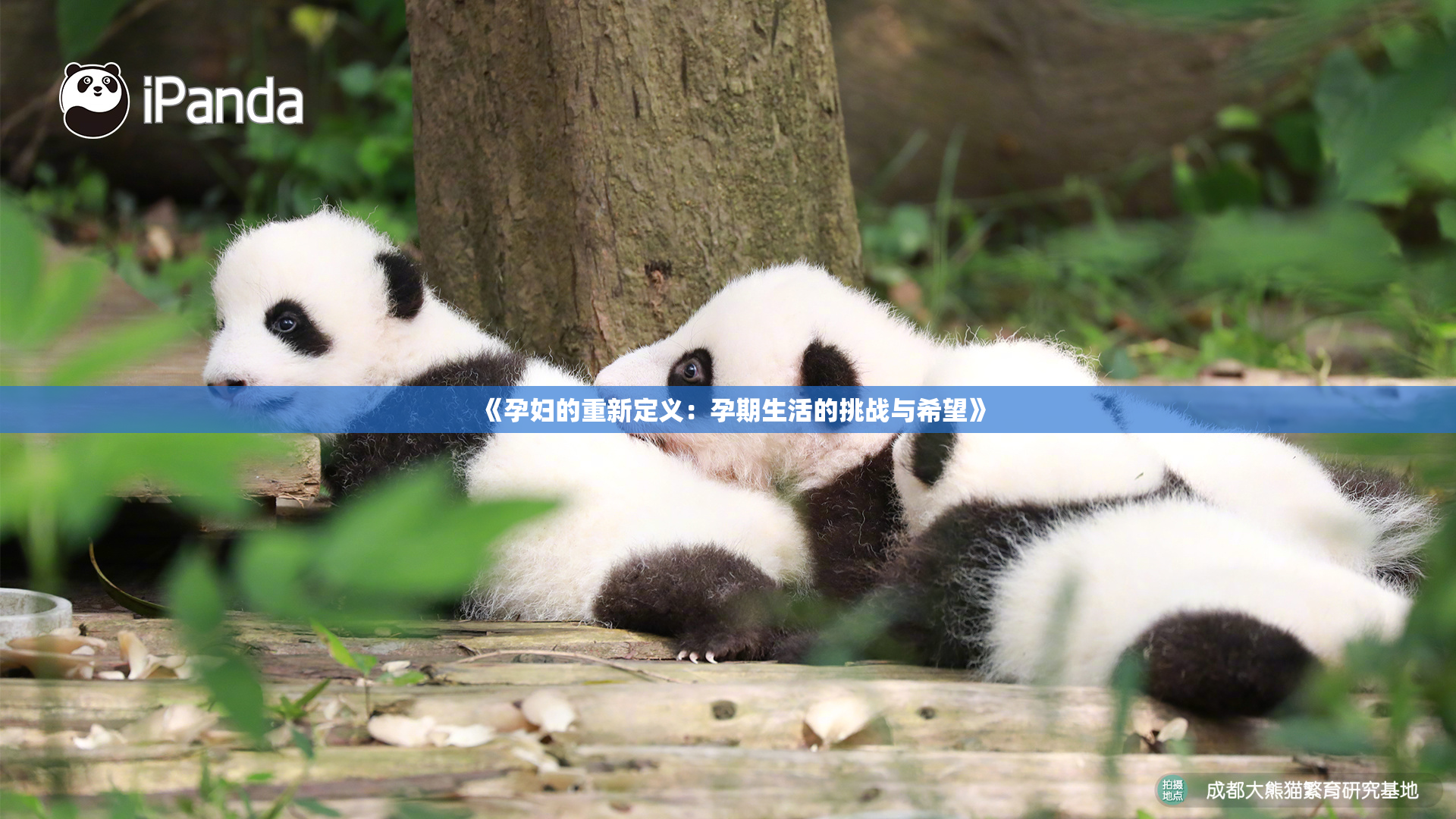 《孕妇的重新定义：孕期生活的挑战与希望》