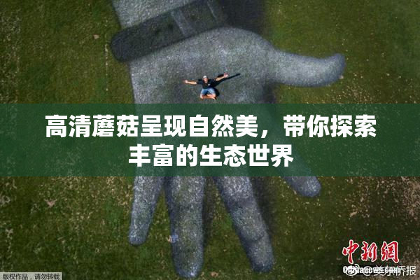 高清蘑菇呈现自然美，带你探索丰富的生态世界