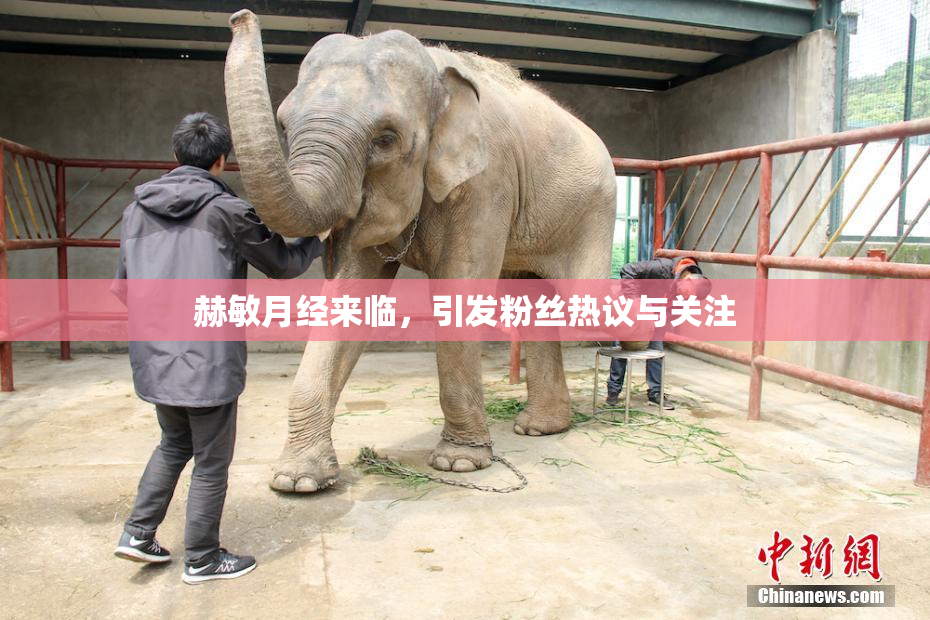 赫敏月经来临，引发粉丝热议与关注