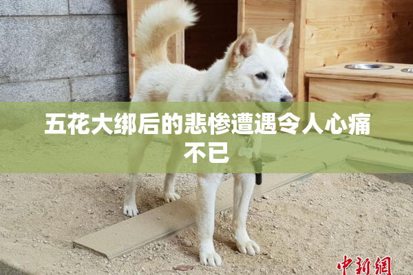 五花大绑后的悲惨遭遇令人心痛不已