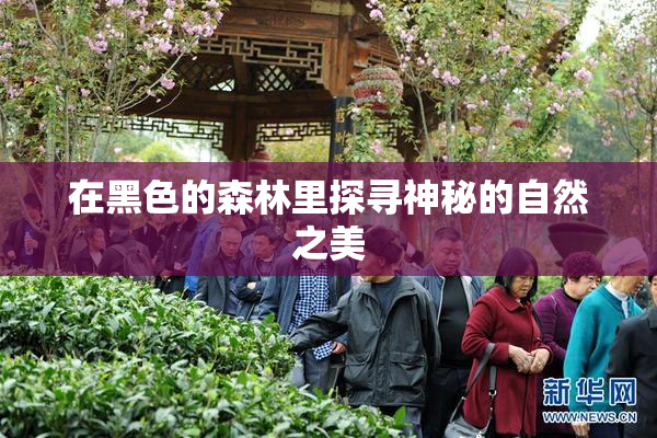 在黑色的森林里探寻神秘的自然之美