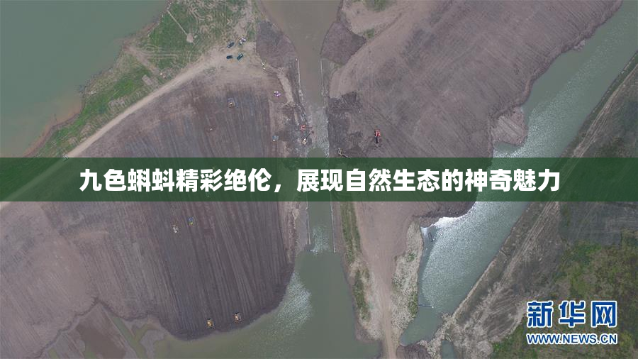 九色蝌蚪精彩绝伦，展现自然生态的神奇魅力