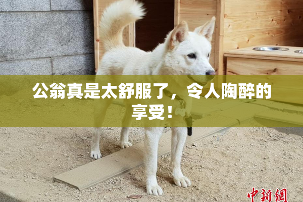 公翁真是太舒服了，令人陶醉的享受！