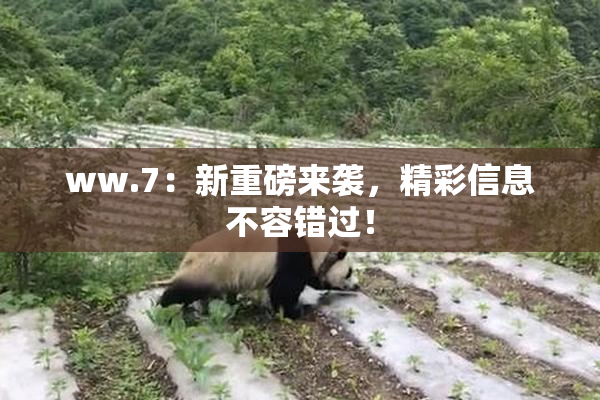ww.7：新重磅来袭，精彩信息不容错过！