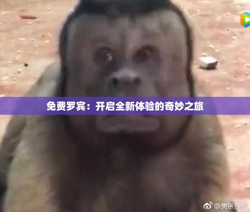免费罗宾：开启全新体验的奇妙之旅