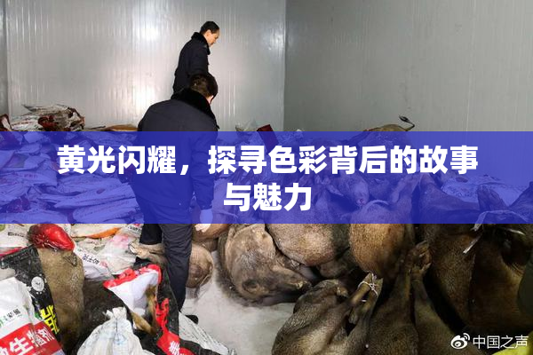 黄光闪耀，探寻色彩背后的故事与魅力