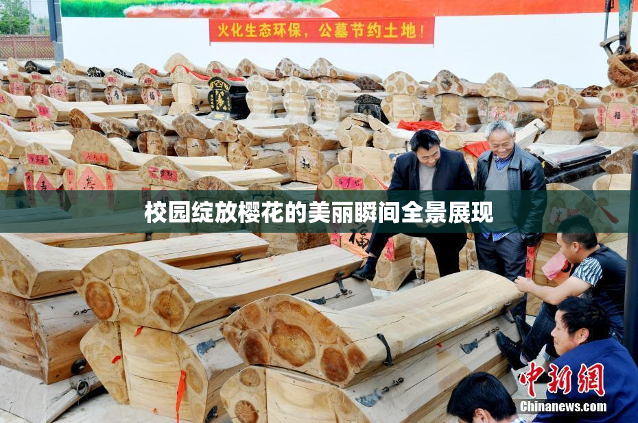 校园绽放樱花的美丽瞬间全景展现