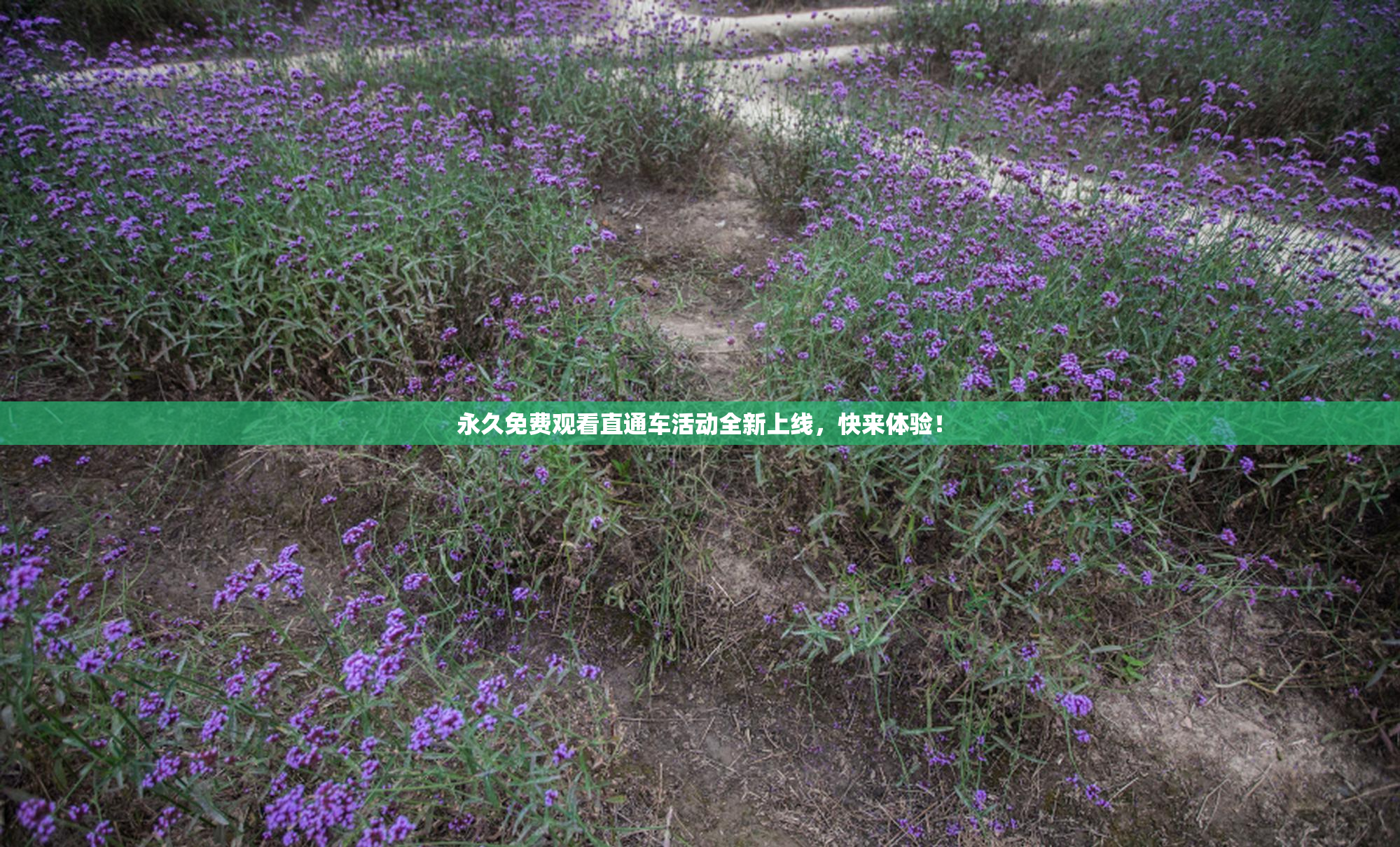 永久免费观看直通车活动全新上线，快来体验！